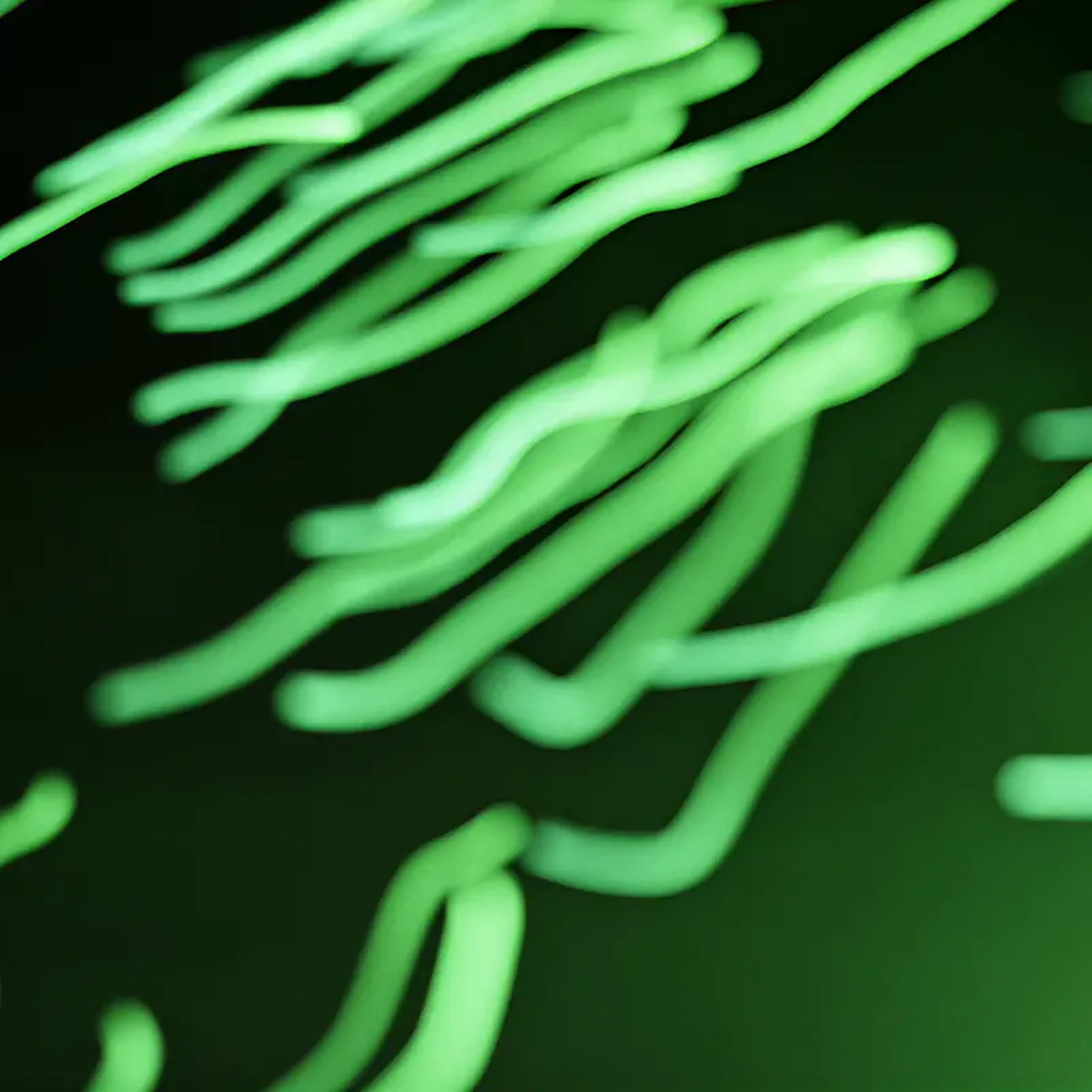 Abstract background of green neon light, from the Sound of Colgate campaign