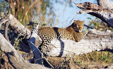A leopard lounging in a tree in Kafue National Park, Zambia
