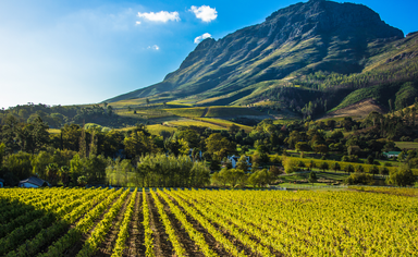 A vineyard in the Cape Winelands region in South Africa