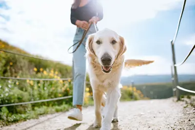 Ihr Hund möchte draußen herumtoben und Artgenossen treffen - gehen Sie mit ihm auf einen abenteuerlichen Spaziergang!