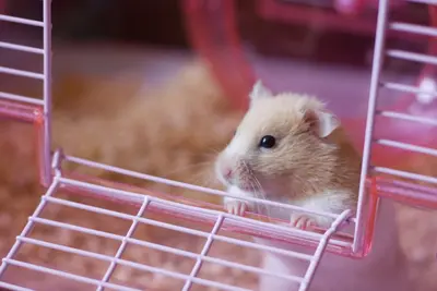 Hamster sind ideale Haustiere für Anfänger, weil Sie sehr pflegeleicht sind