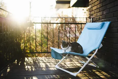 Wenn Sie Ihrer Katze eine besondere Freude machen wollen, können Sie auf dem Balkon eine Katzenwiese anbringen.