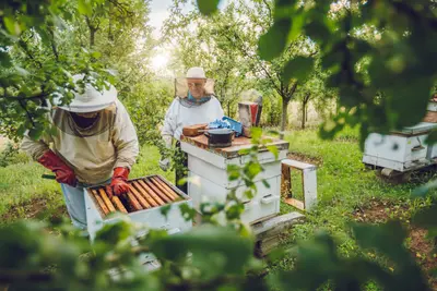 Bienen im Garten zu halten, setzt ausführliches Basiswissen voraus, damit die Tiere gesund bleiben und der Staat gedeiht.