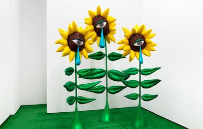 installation view of sad sunflowers in a white room on green grass