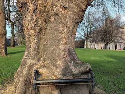 The Hungry Tree in Dublin