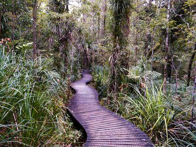 The walkway through Waipoua Forest
