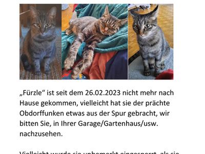Seit  dem Obdorf-Funken Katze am Römerweg vermisst