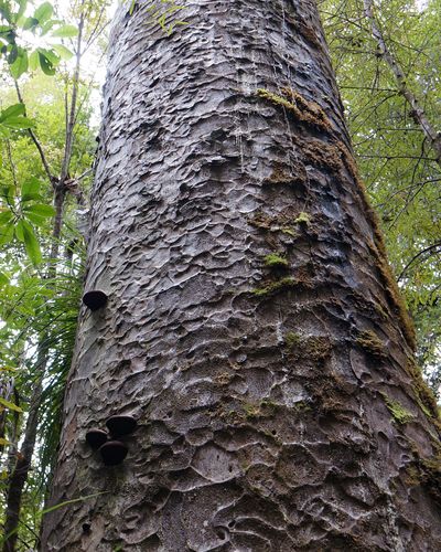 One of the "Four Sisters" - a huge kauri tree in Waipoua Forest