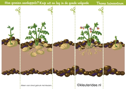 Logische volgorde aardappel, thema tuincentrum, kleuteridee , sequence , Preschool garden theme, free printable.