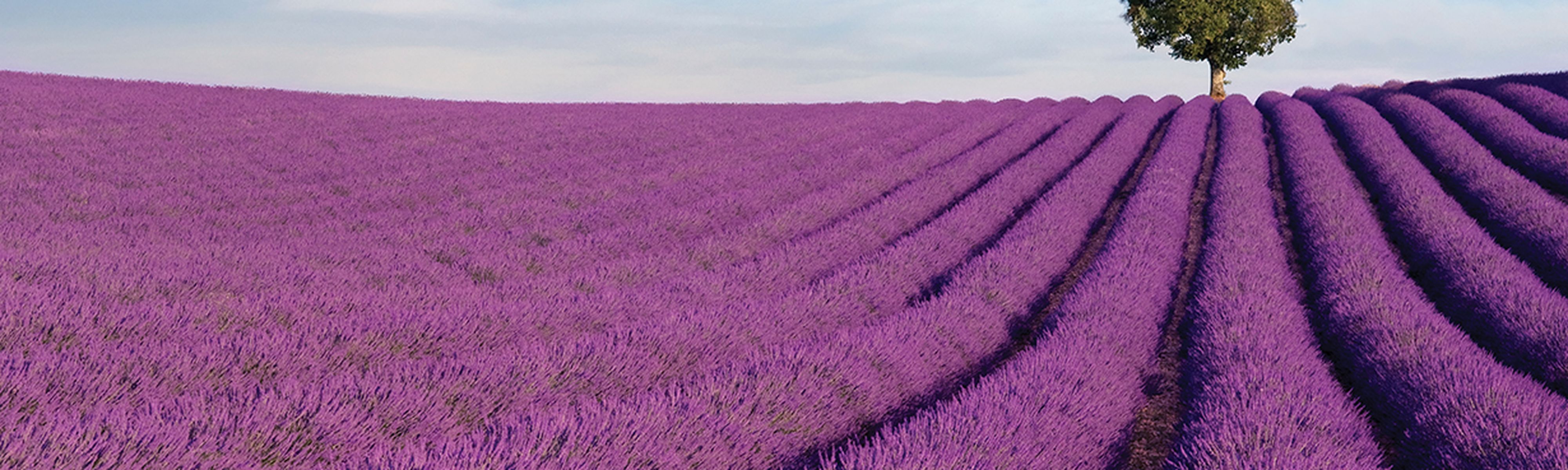 Lavender Field in Provence, France