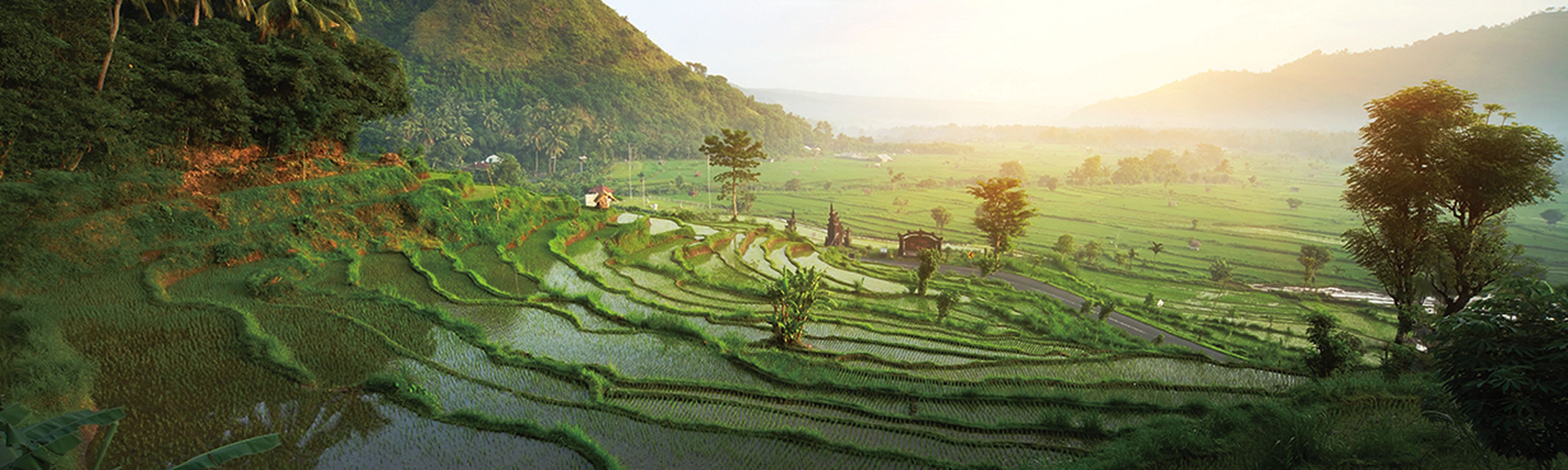 rice fields in Bali, Indonesia 