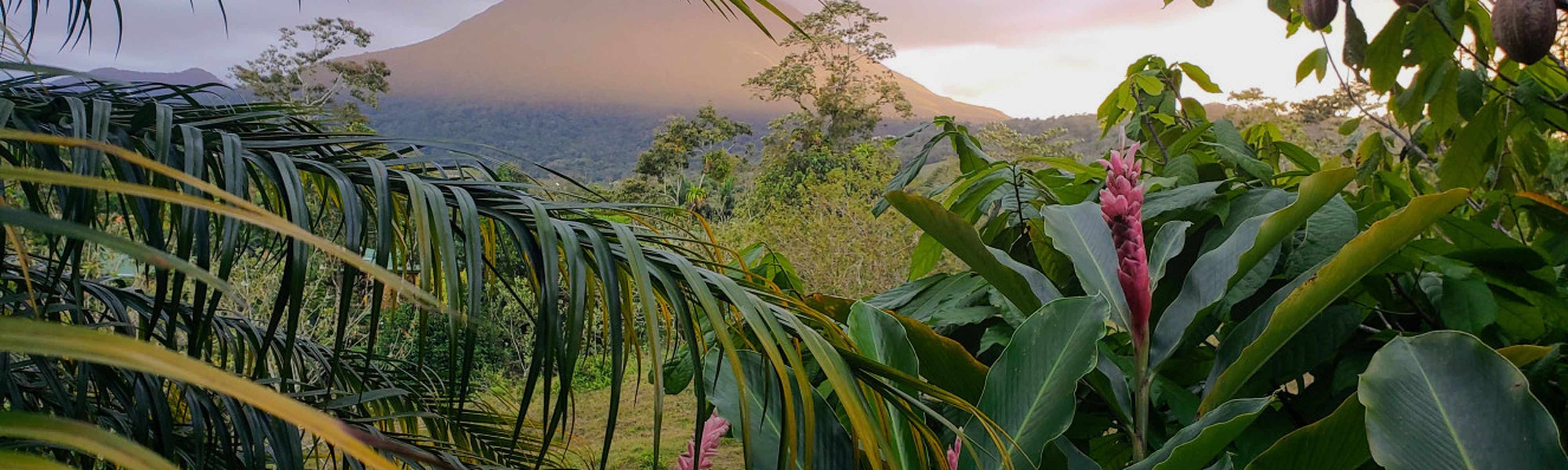 palm trees and flowers with view of arenal volcano covered in clouds