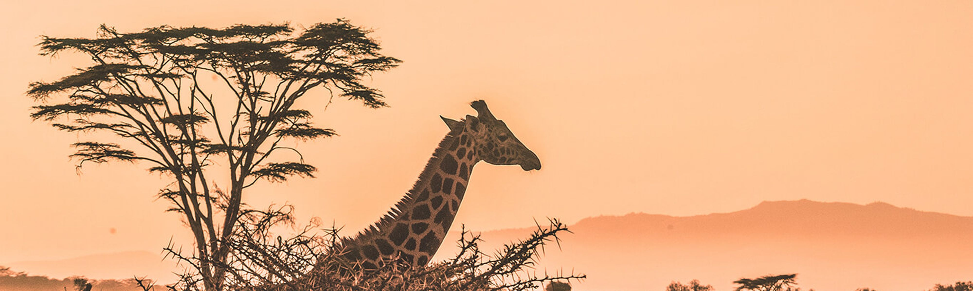giraffe looking over savanna trees in kenya at sunrise