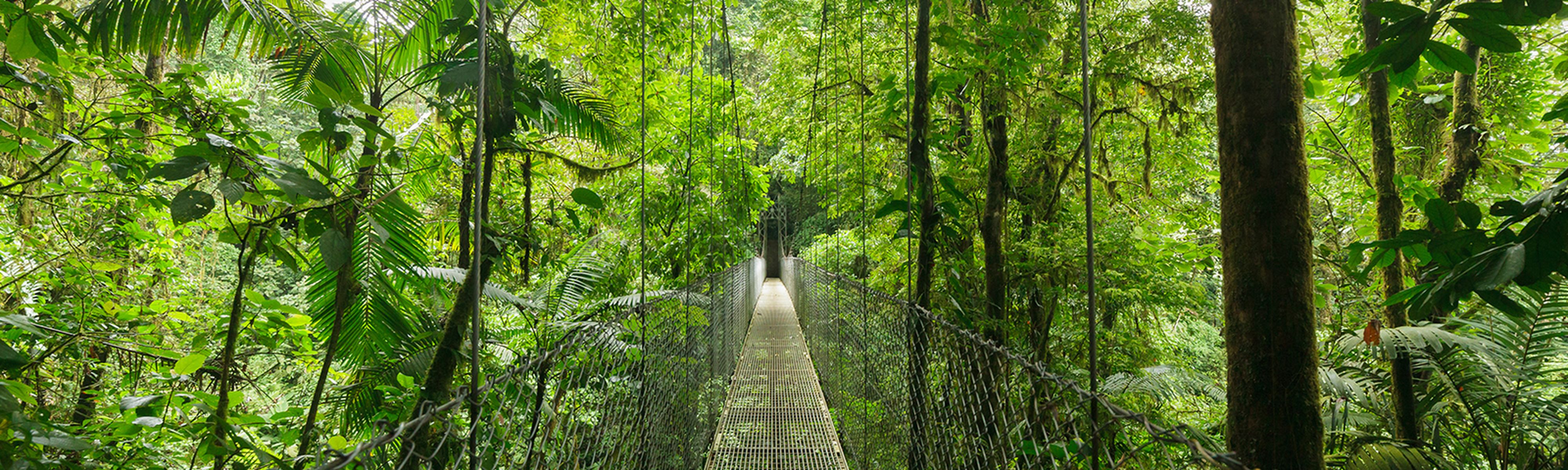 metal bridge crossing through santa elena cloud rainforest in costa rica