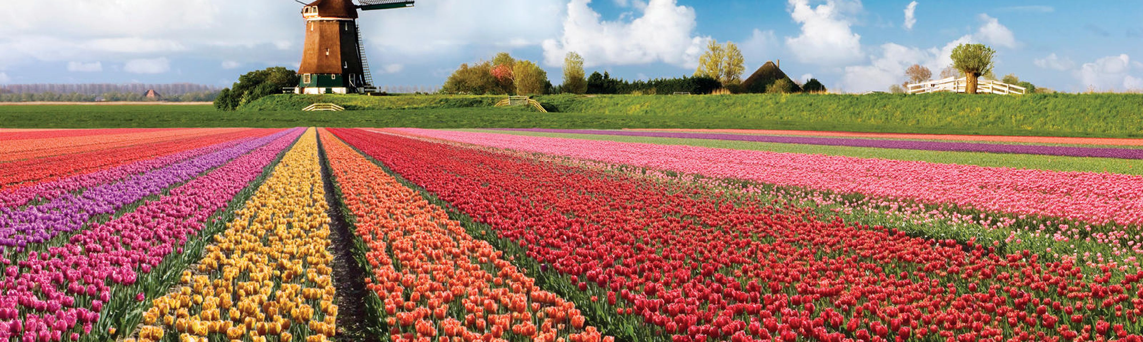 rows of red orange pink yellow and purple tulips in a field in amsterdam