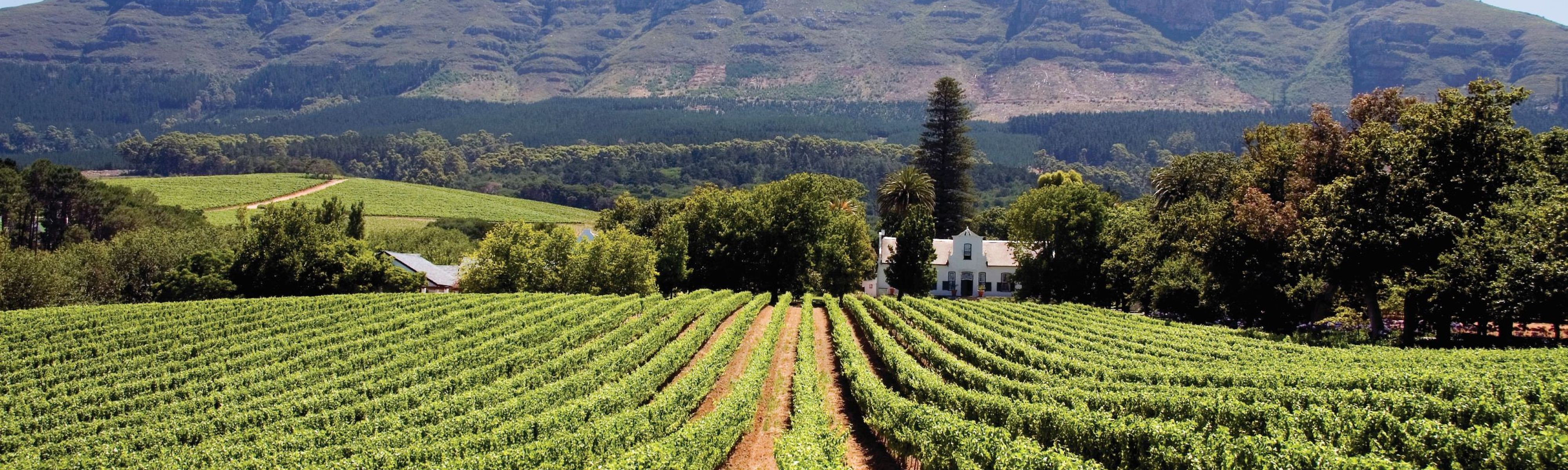 vineyard in constantia in cape town south africa