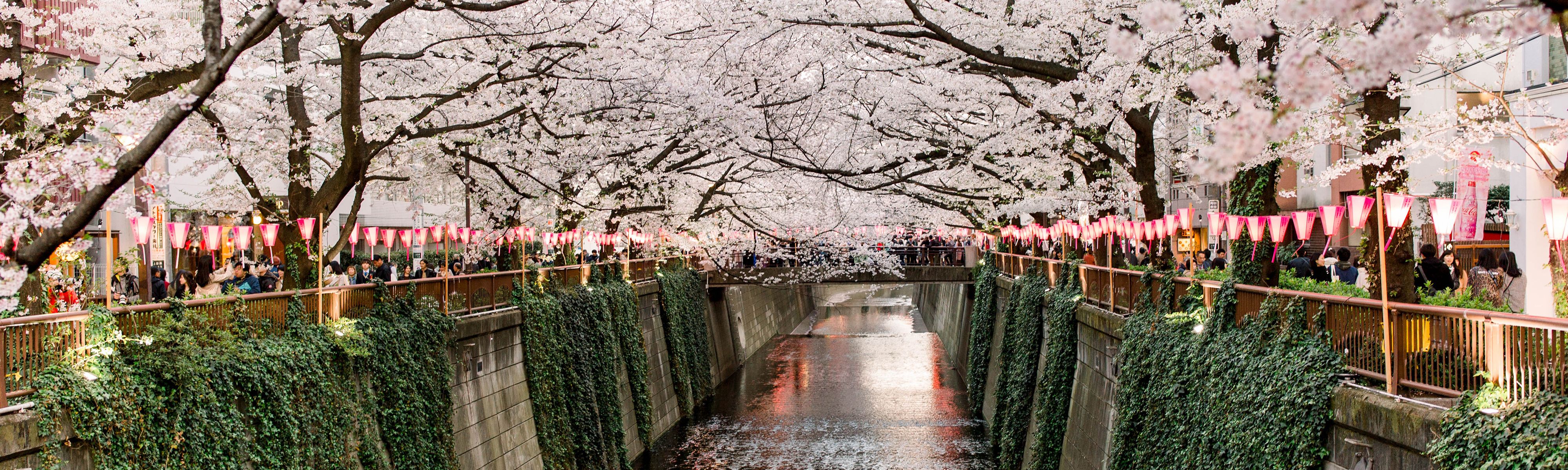 pink paper lanterns hanging from cherry blossom trees lined along a canal in tokyo japan
