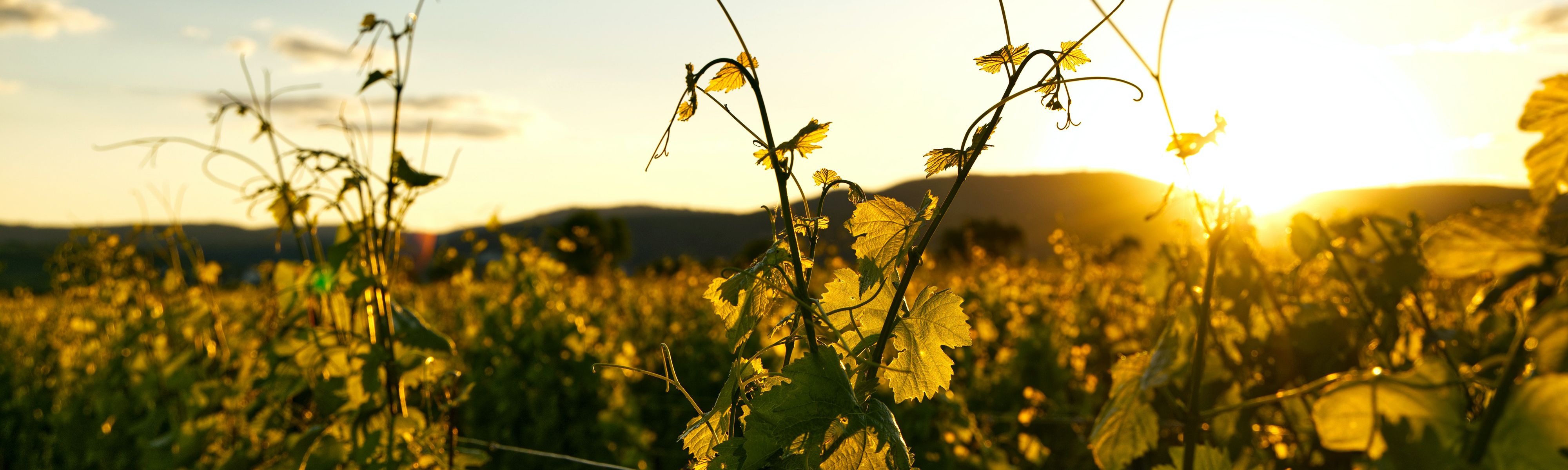 sun shining through grape leaves in vineyard in france