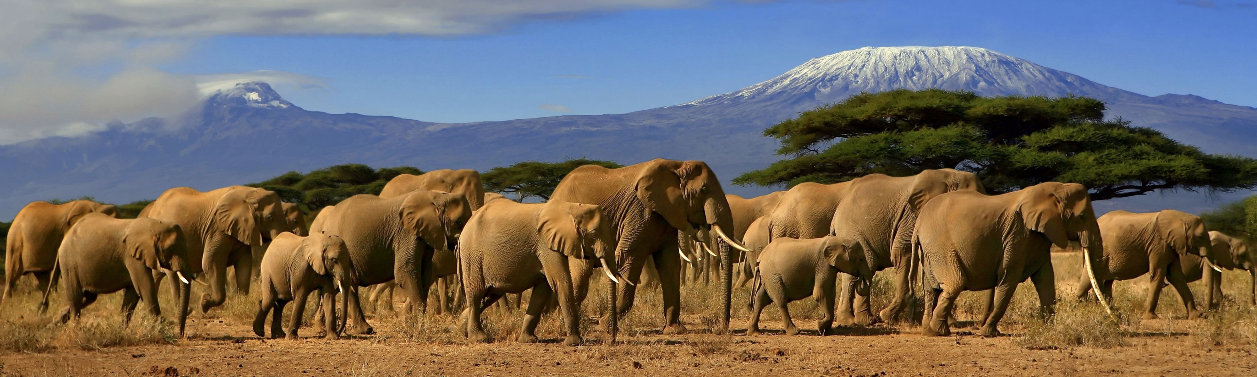 heards of elephants walking in tarangire national park