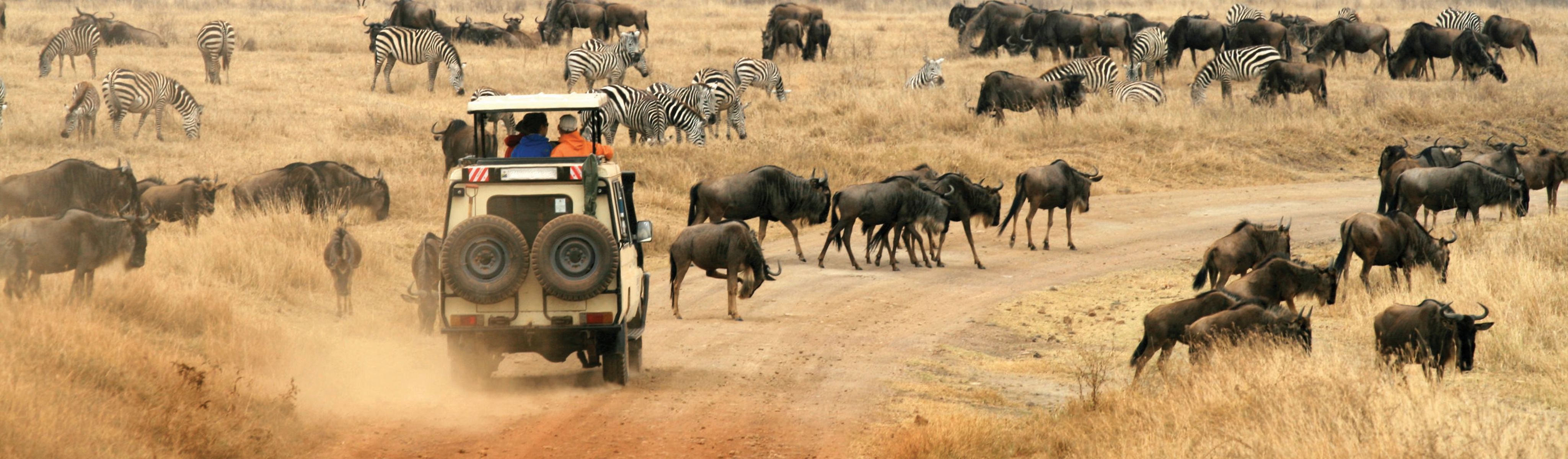 wildlife safari tour packages
