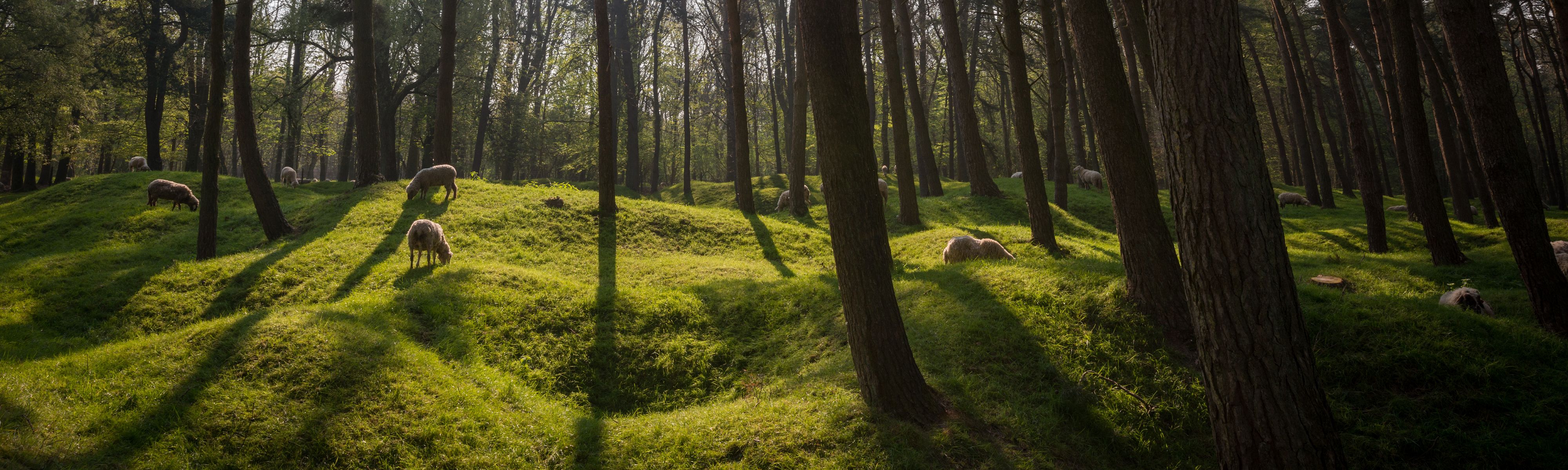 sheep grazing in forest