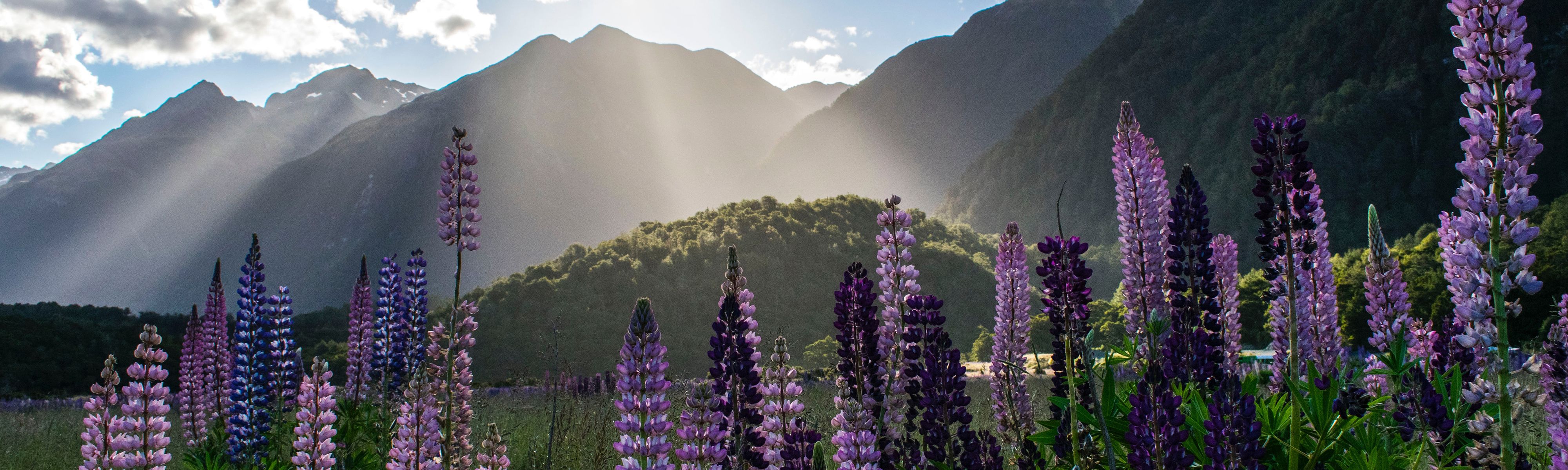lupins surrounding mountains in new zealand at sunrise