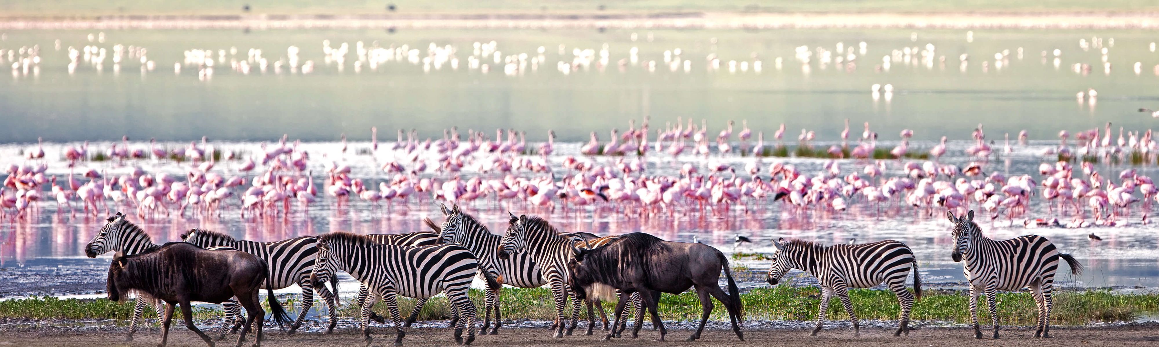 zebras and flamingos grazing at lake Ngorongoro in Tanzania