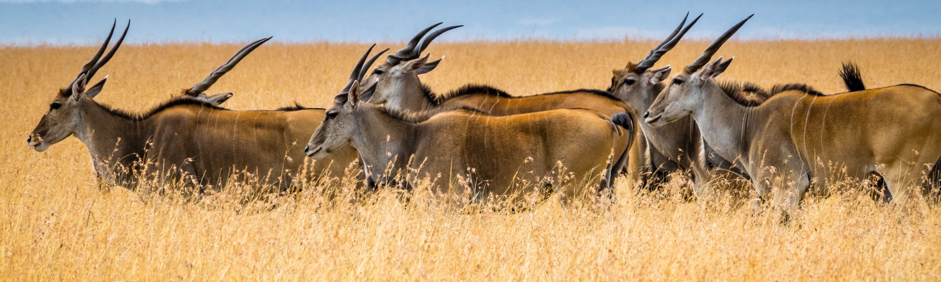 antelope walking through grassy field in maasai mara