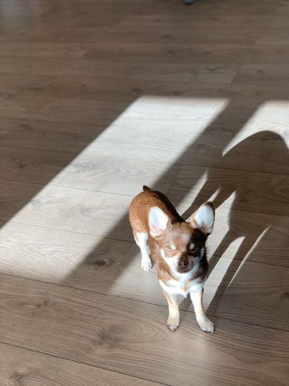 Foto van hond Kiki in de zon