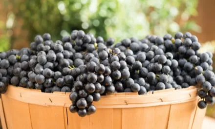 Basket of Concord Grapes