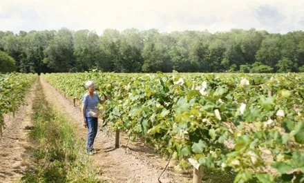 Farmer walking through rows of a vineyard on a sunny day