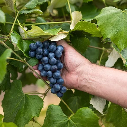 Hand reaching to pick a bunch of grapes off the vine.