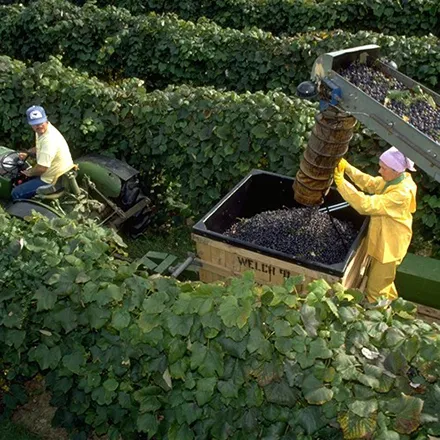 Farmers working on a Welch's grape farm
