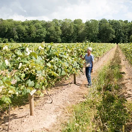 Farmer walking through the vineyard on a sunny day, checking her grapes.