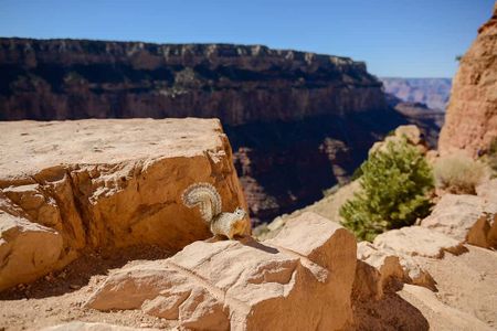 A Kaibab Squirrel enjoying Grand Canyon views