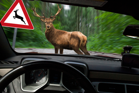 střet s jelenem z pohledu řidiče v autě 