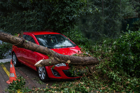 spadlý strom na červeném autě