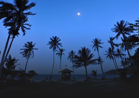 Palm trees underneath the moon in Thailand.