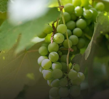A vine of green grapes.