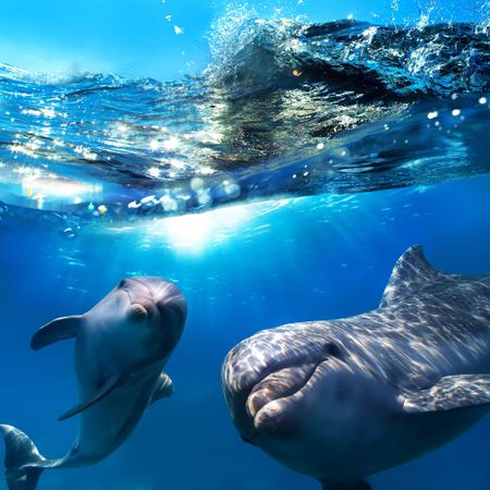Snorkel with dolphins