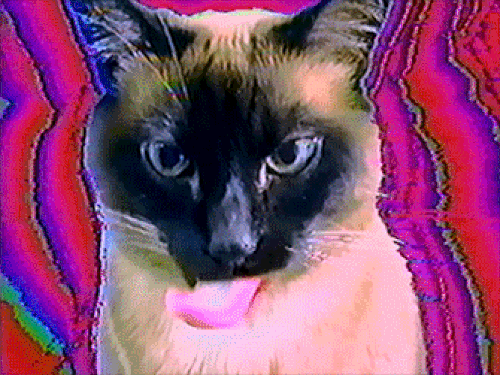 Cat licking screen 