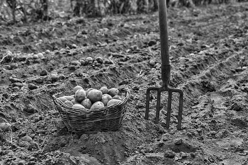 Farming Begins