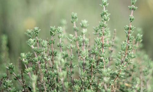 August Plant of the Month: Exploring the Wonders of Thyme