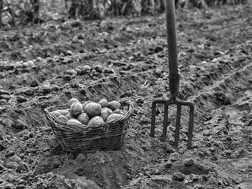 Farming Begins
