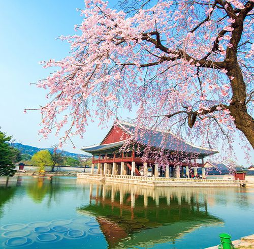 A red temple with a pond and cherry blossom tree in front of it