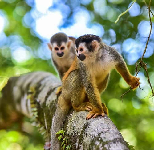 Two small tri-colored monkeys perching on a tree branch with the monkey in the front holding a branch