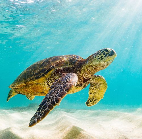 A large sea turtle swimming in the shallow ocean water with rays of sunshine beaming through the water