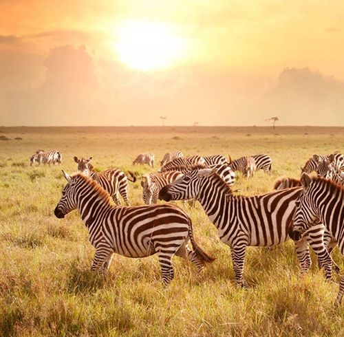 A pack of zebras grazing in a field of tall grass on a sprawling plain with a couple trees in the distance during a strikingly orange sunset