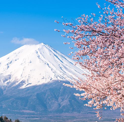 Gorgeous pink flowers blooming from a tree on the right side of the frame with a large snow-capped volcano with steam coming out of it in the background