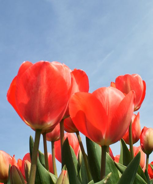 Close up of red tulips in the Netherlands 